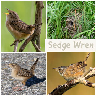 Sedge Wren